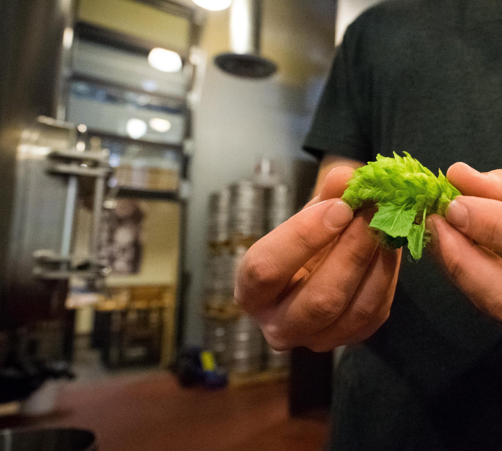Premium Michigan Hops, Globally Sourced